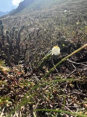 Cassiope tetragona