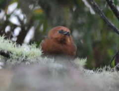 Synallaxis fuscorufa