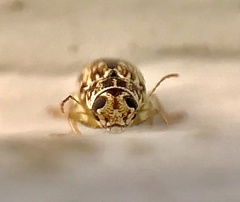 Pachybrachis