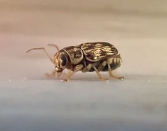 Pachybrachis