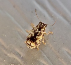 Pachybrachis