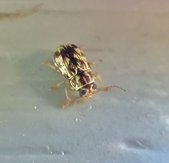 Pachybrachis