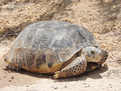 Gopherus flavomarginatus
