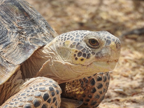 Bolson Tortoise