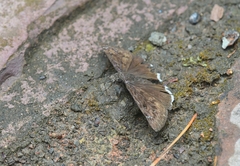 Erynnis tristis tatius