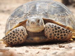 Gopherus flavomarginatus