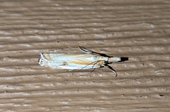 Crambus