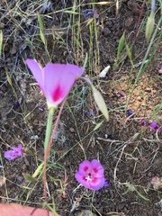 Clarkia gracilis sonomensis