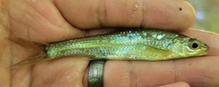 Notropis hudsonius