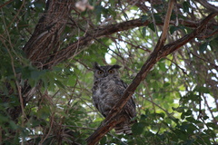 Bubo virginianus