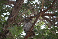 Bubo virginianus