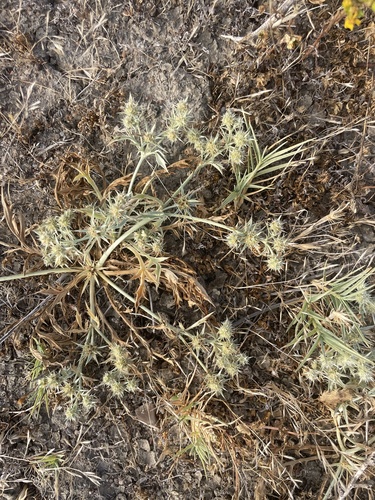 California eryngo (Eryngium aristulatum)
