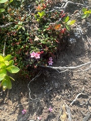 Kalmia procumbens