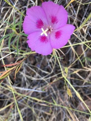 Clarkia gracilis sonomensis