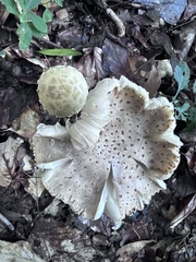 Amanita eliae
