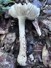 Amanita eliae