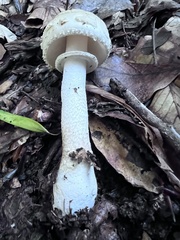 Amanita eliae