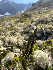 Cassiope tetragona
