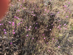 Clarkia gracilis sonomensis