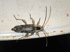 Sarosesthes fulminans