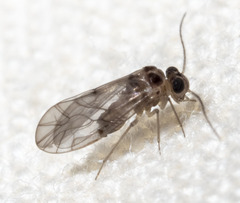 Peripsocidae