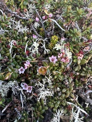Kalmia procumbens