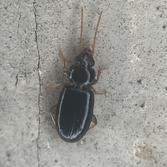 Tachys bradycellinus