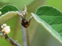 Brachiacantha decora