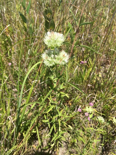 Image of Savanna Mountainmint (Pycnanthemum flexuosum) by (c) harrier, some rights reserved (CC BY)