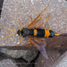 Yellow-horned Horntail - Photo (c) andyps, some rights reserved (CC BY-NC-ND), uploaded by andyps