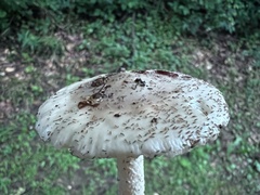 Amanita lactea