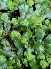 Marchantia foliacea