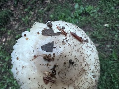 Amanita lactea