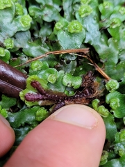 Marchantia foliacea
