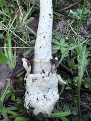 Amanita lactea