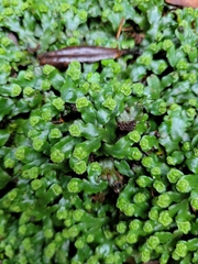 Marchantia foliacea