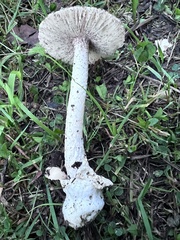 Amanita lactea