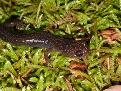 Plethodon nettingi