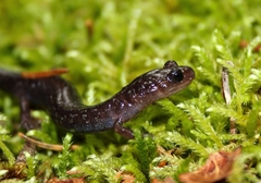 Plethodon nettingi