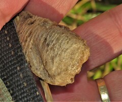 Tenodera superstitiosa