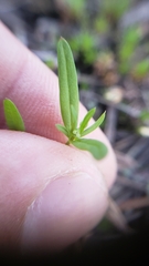 Galium bifolium