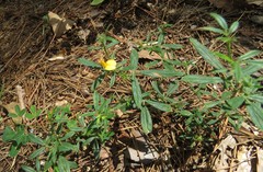 Stylosanthes biflora