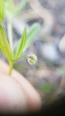 Galium bifolium