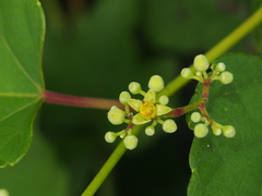 Ampelopsis glandulosa heterophylla