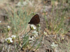 Erebia epipsodea