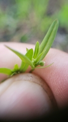 Galium bifolium