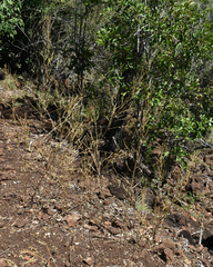 Cleome viscosa