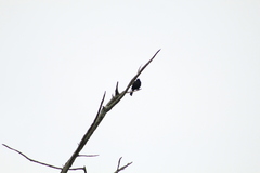 Molothrus rufoaxillaris