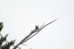 Molothrus rufoaxillaris