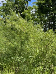 Salix schwerinii